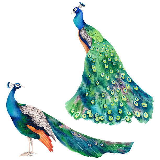 istock Peacock set. Watercolor realistic hand-drawn illustration. A painting with a beautiful, vibrant Indian peacock on a white background. Exotic birds of Paradise. Clipart for Japanese interior decor. 2214803065