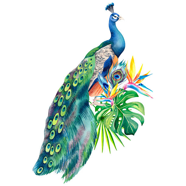 istock Peacock and tropical flowers. Hand-painted watercolor painting on a white background. Botanical illustration of monstera, palm branches. Chinese, Japanese, Indian ornaments. Zen design. 2214803078