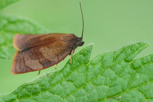 Natural closeup on a small brown Carnation Tortrix Cacoecimorpha pronubana