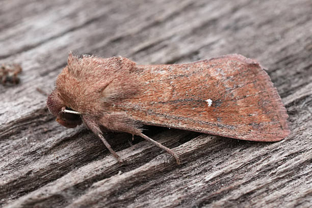 istock Closeup on a European White-point owlet moth Mythimna albipuncta 2214804847