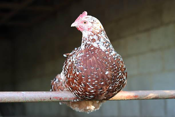 Brown and white speckled hen roosting in a barn