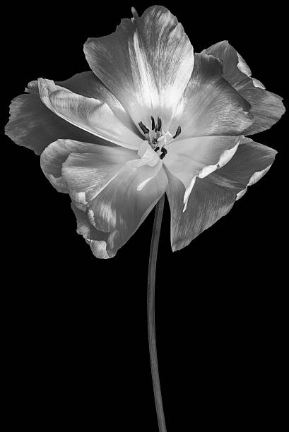 istock Tulip.  Flower on  black isolated background with clipping path.  For design.  Closeup.  Nature. 2214805849
