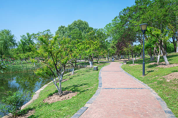The parks, meadows and thick woods under the clear sky in spring