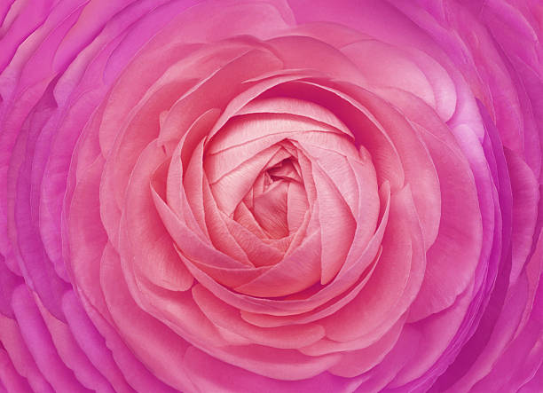 Floral background. Rose flower close-up. Nature.