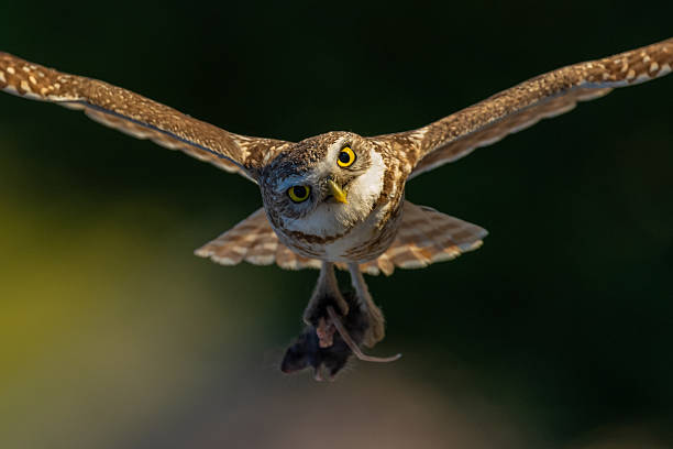 istock Burrowing owl flying with captured rodent in talons 2214806139