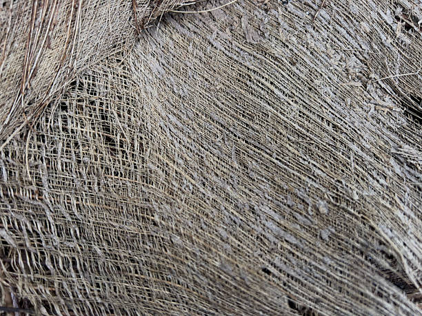 istock Close-up of natural palm tree fiber texture. 2214806591