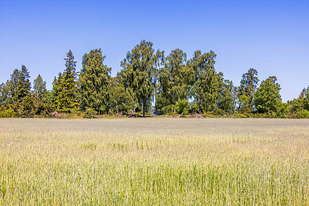Beautiful view of green wheat field with trees and forest line against cloudy blue summer sky. Sweden.
