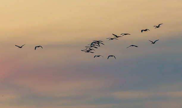 istock A flock of birds flying in the sky 2214806926