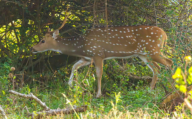 istock A deer is walking through a forest with green leaves and brown branches 2214806963