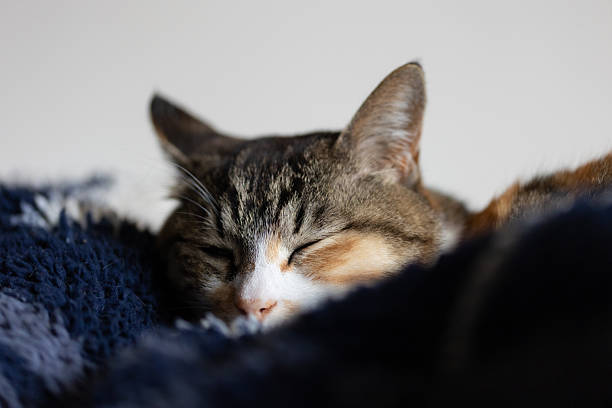A low angle close portrait of a domestic cat sleeping on a soft blanket.