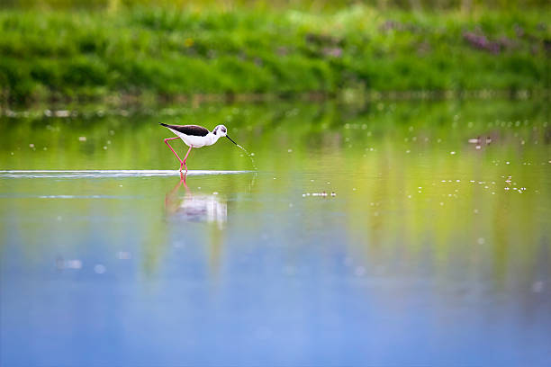 A Black Winged Stilt walking the shallow waters of a rice paddy in the springtime looking for worms and other food in Hokkaido, Japan.
