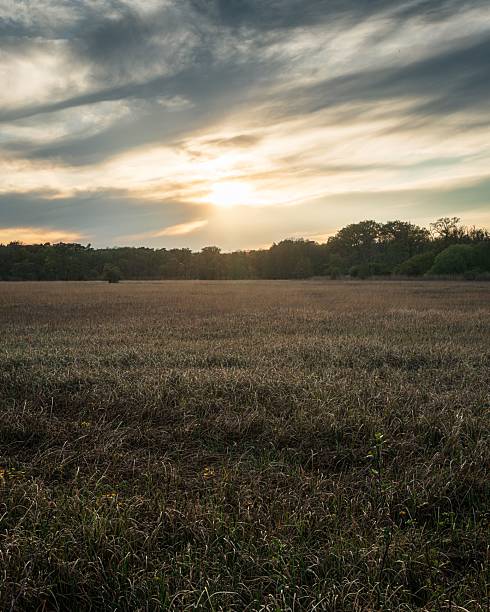 istock Serene grassy field at sunset. 2214808662
