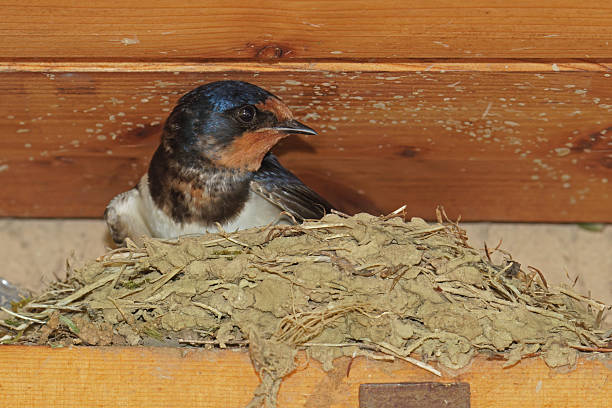 Five swallow chicks