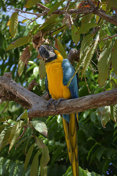 istock Pretty Blue and Gold Macaw Parrot in a Tree 2214809932