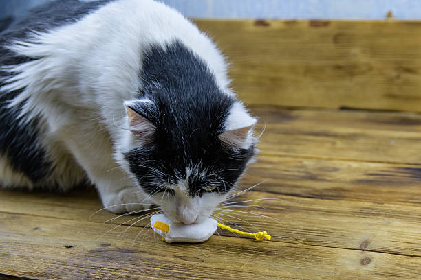 White cat resting on the ground