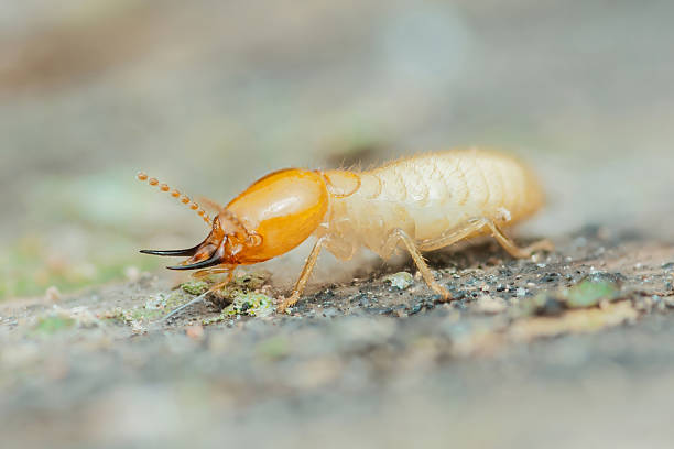 istock Termite worker crawling on wood destroying a house structure 2214810091