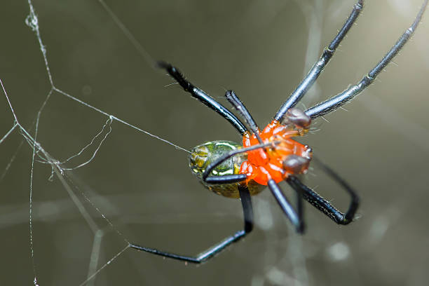 Colorful spider with an orange abdomen weaving an intricate web in a lush tropical forest, highlighting the beauty and complexity of wildlife thriving in its natural habitat