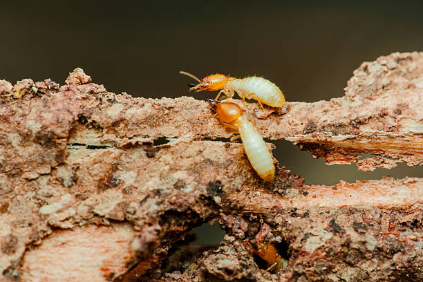 istock Termites destroying wood in close-up macro shot 2214810196