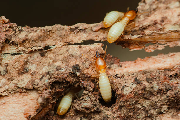 istock Termites are destroying wood beam close up 2214810197