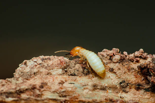 istock Termite walking on decaying wood in natural habitat 2214810205