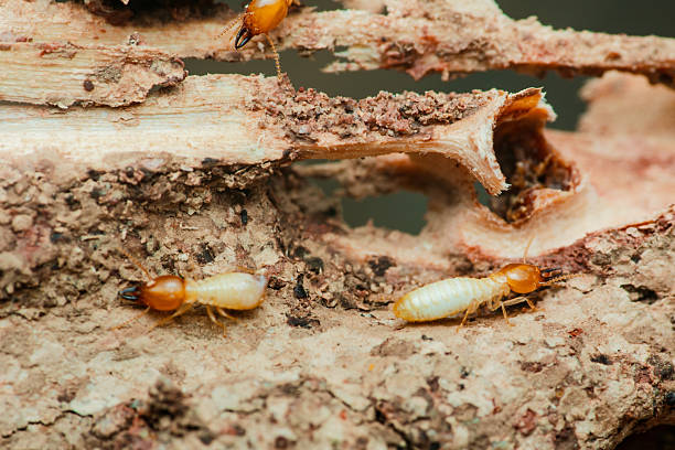 istock Termites destroying wood in close-up: pest control needed 2214810214