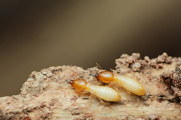 istock Termites walking on decaying wood in natural habitat 2214810221