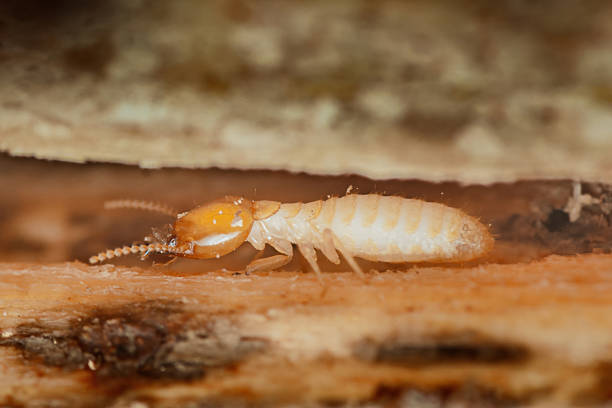 istock Termite walking on wood in damaged structure destroying home 2214810225
