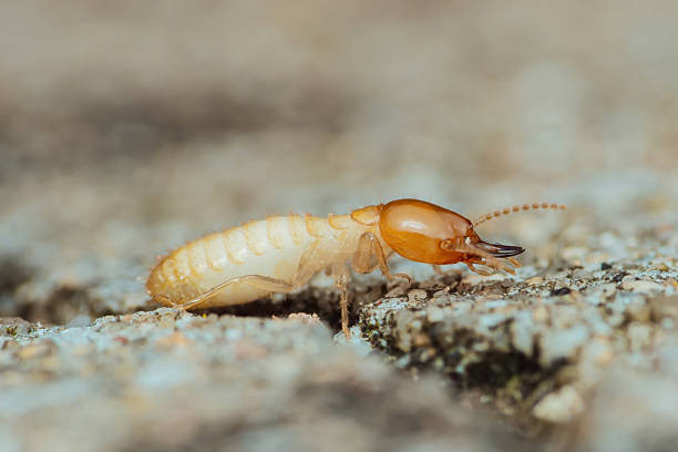 istock Termite worker walking on concrete surface seeking food 2214810238