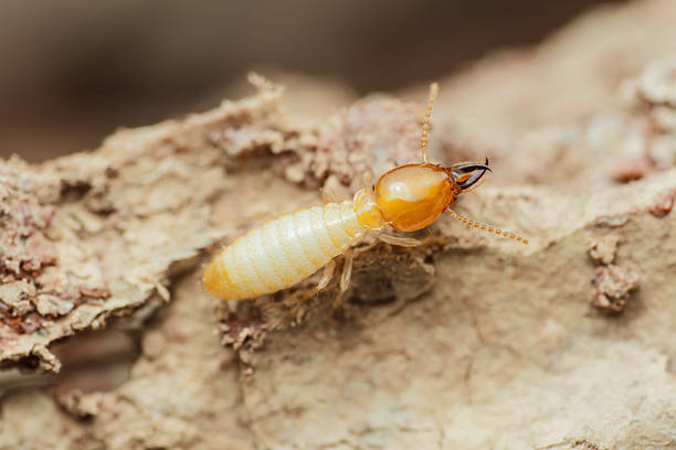 istock Termite worker walking on decaying wood close-up 2214810242