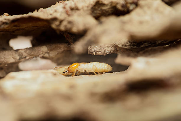 istock Termite walking in damaged wood structure creating tunnels 2214810243