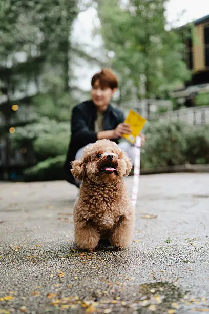 Cute Dog Waiting Patiently During Walk in Public Space Cute Dog Waiting Patiently During Walk in Public Space