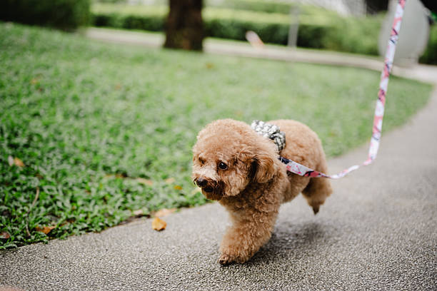 Cute Brown Dog Running Freely on Pathway