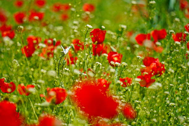 Bright red poppies in a large field. Spring.