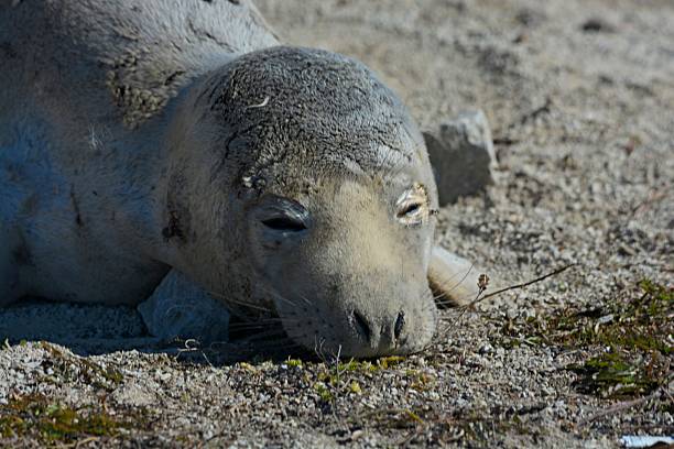 Long-faced seal on the Baltic Sea