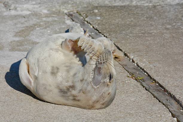 Harbor Seal (Phoca vitulina) laying on beach in Monterey, California. Wet sand from receding waves.