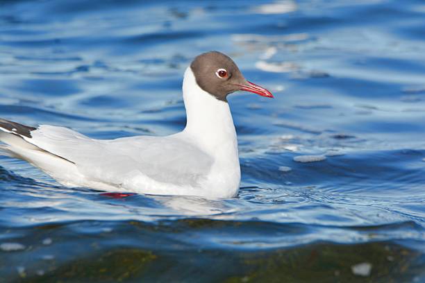 Seabird flying over the River Crouch in Essex, England