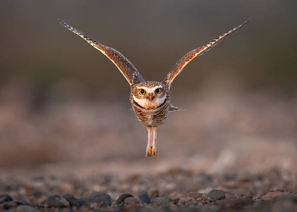 Daytime front view close-up of a single majestic Eurasian eagle-owl (Bubo Bubo) with spread wings upwards taking off from a bark towards, and looking at, the camera - sky and trees in the background [series 1/3]