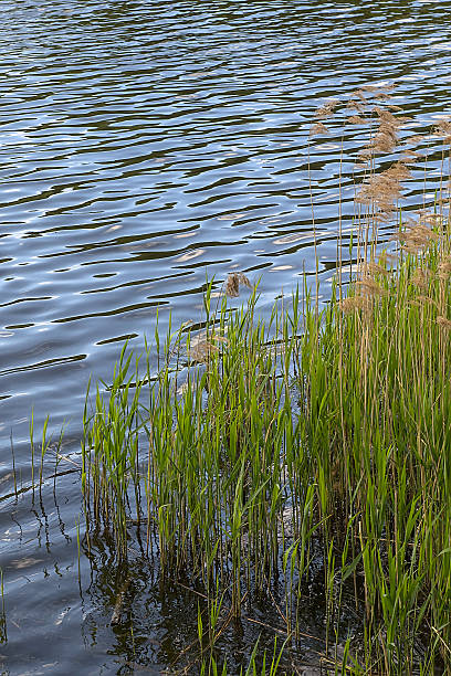 istock reeds on the shore of an old pond 2214815842