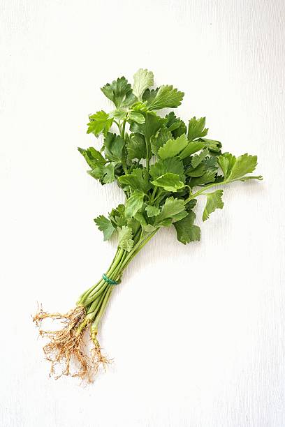 Chinese celery on white background