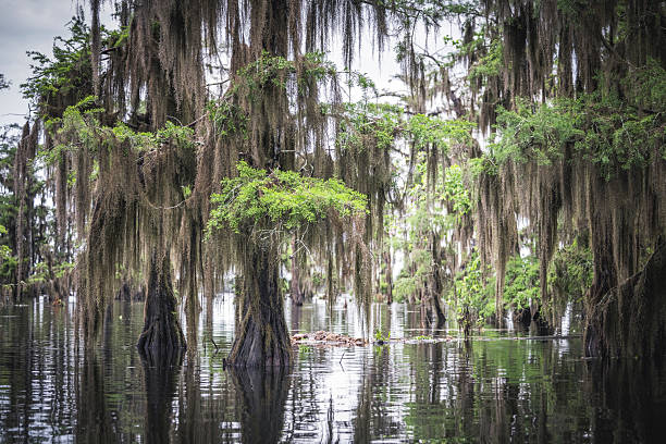 istock still waters of Caddo Down 2214816485