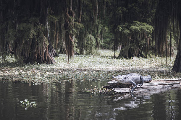 istock still waters of Caddo Down 2214816490