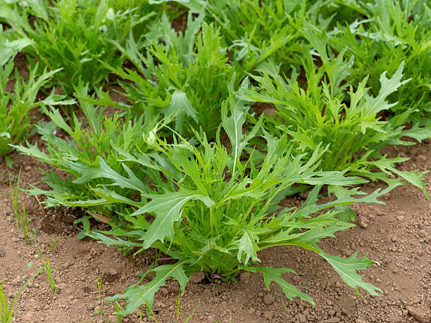 istock Mizuna seedlings planted in a field 2214818243