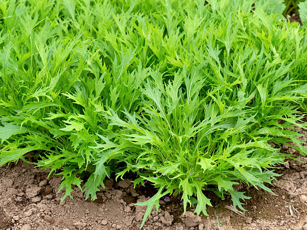 istock Mizuna seedlings planted in a field 2214818279