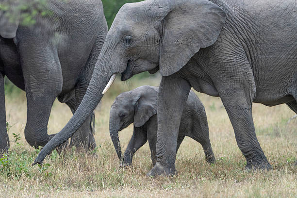Baby elephant calf walks under its mother's trunk, Greater Kruger.