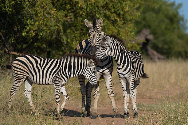 istock Two zebra foals cuddling with a female zebra, Greater Kruger. 2214819140