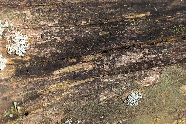 istock Detailed shot showcasing the weathered texture of tree log covered in moss 2214819962