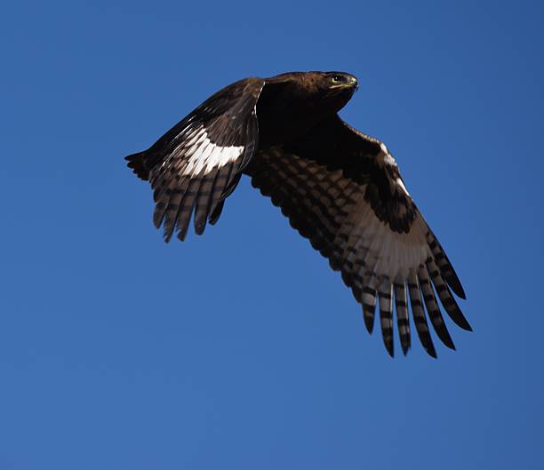 istock magnificent bird of prey eagle gliding gracefully in the clear blue sky 2214820983