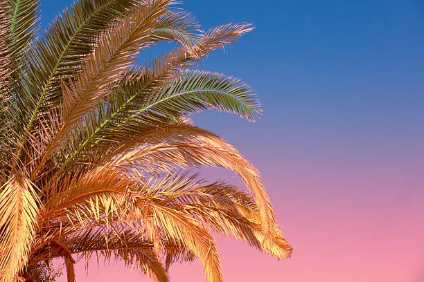 istock Palm tree leaves against sunset sky. Tropical nature background 2214821696