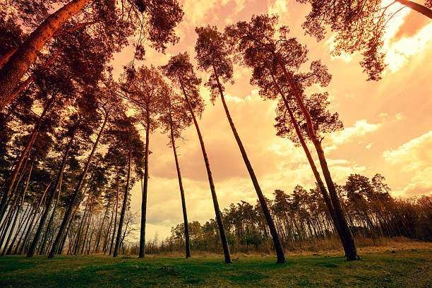 Pine forest in the evening. Trees at sunset in spring. Nature scenic landscape. Pine trees against sunset sky. Forest landscape