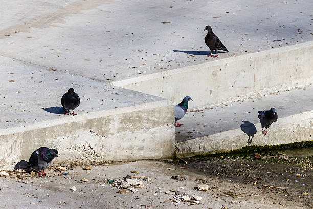 City pigeons perched and walking around concrete steps, showcasing urban wildlife dynamics and interaction. Bright sunlight highlights their plumage and surroundings.